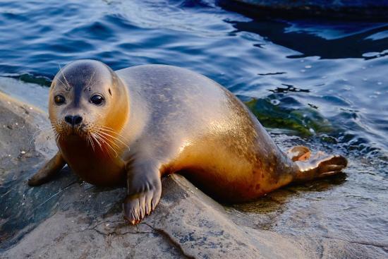 Sea Life Scarborough